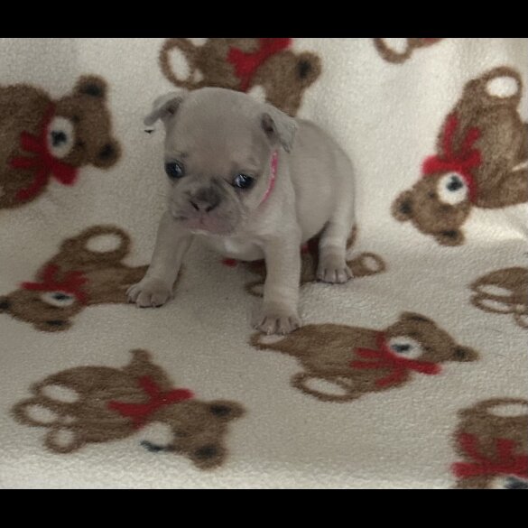 French Bulldog
