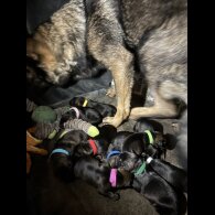 German Shepherd (Alsatian)