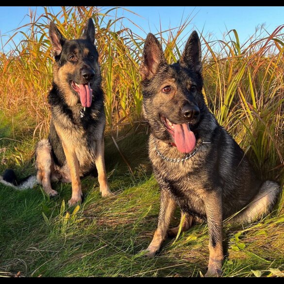 German Shepherd (Alsatian)