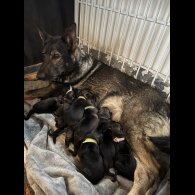 German Shepherd (Alsatian)