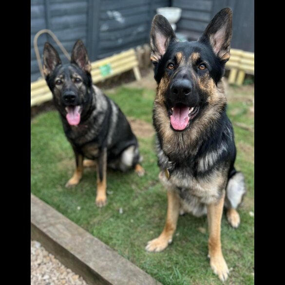 German Shepherd (Alsatian)