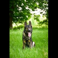 German Shepherd (Alsatian)