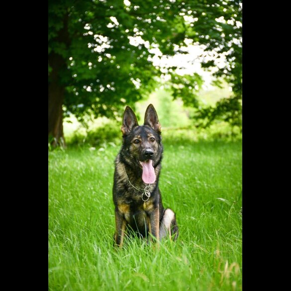German Shepherd (Alsatian)