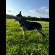 German Shepherd (Alsatian)