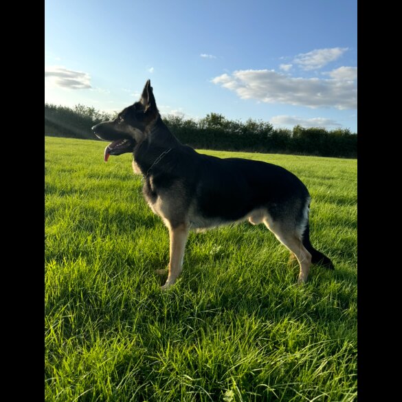 German Shepherd (Alsatian)