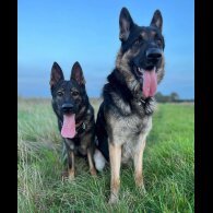 German Shepherd (Alsatian)