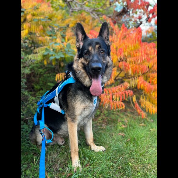 German Shepherd (Alsatian)