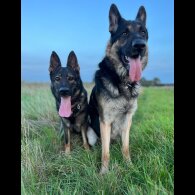 German Shepherd (Alsatian)