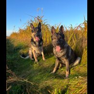 German Shepherd (Alsatian)