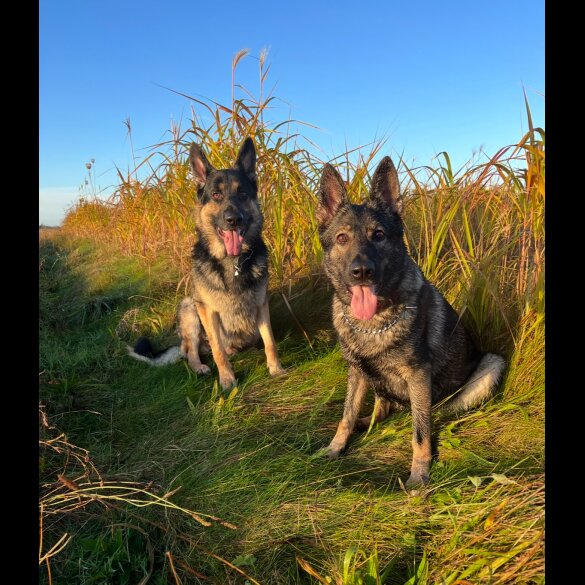 German Shepherd (Alsatian)