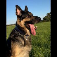 German Shepherd (Alsatian)