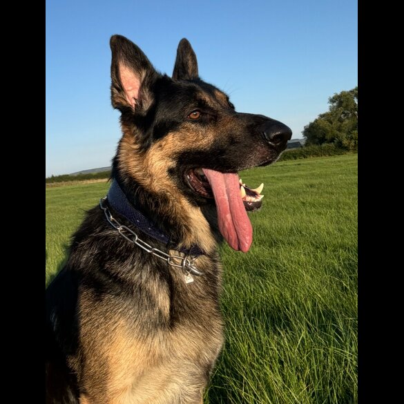 German Shepherd (Alsatian)