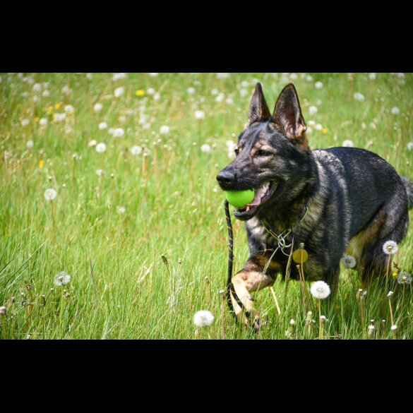 German Shepherd (Alsatian)