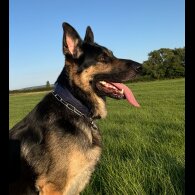 German Shepherd (Alsatian)