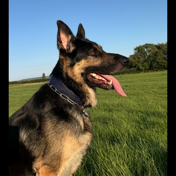 German Shepherd (Alsatian)