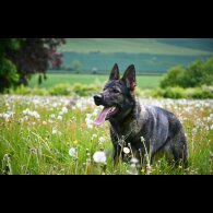 German Shepherd (Alsatian)