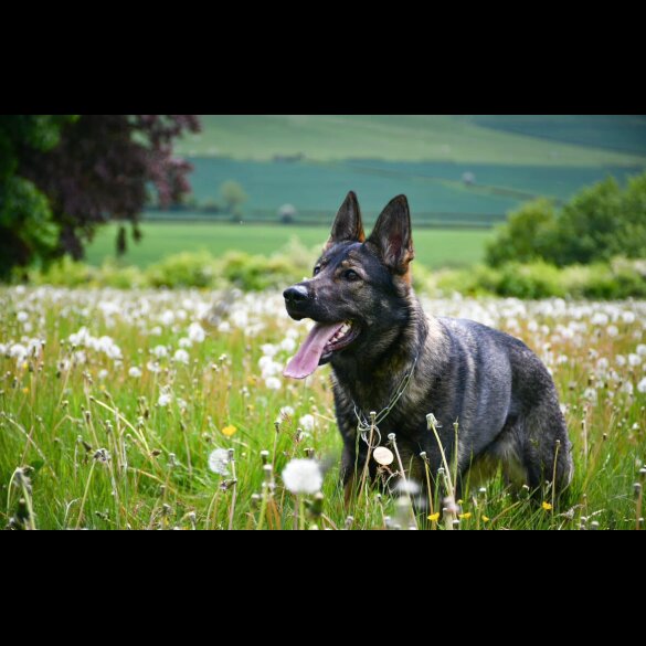 German Shepherd (Alsatian)