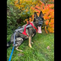 German Shepherd (Alsatian)