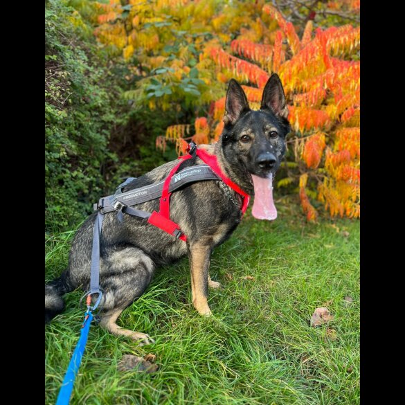 German Shepherd (Alsatian)