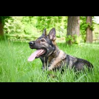 German Shepherd (Alsatian)