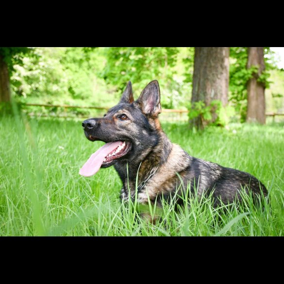 German Shepherd (Alsatian)