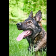 German Shepherd (Alsatian)