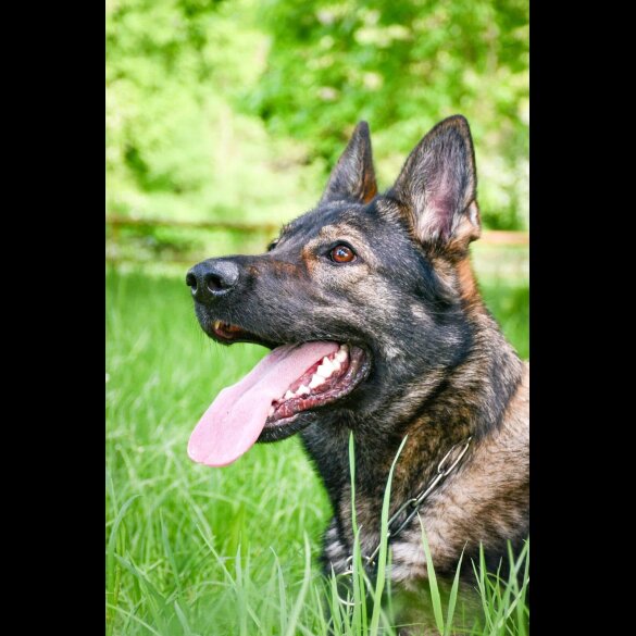 German Shepherd (Alsatian)