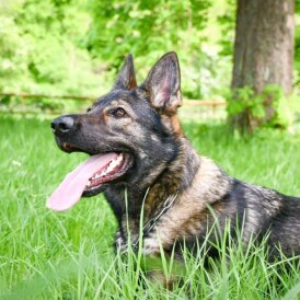 German Shepherd (Alsatian)