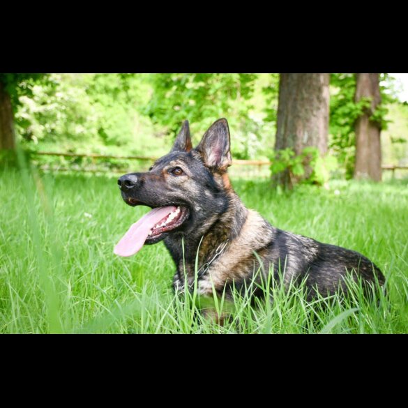 German Shepherd (Alsatian)