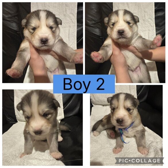 Siberian Husky