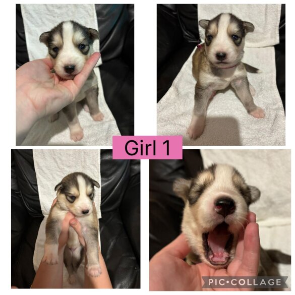 Siberian Husky