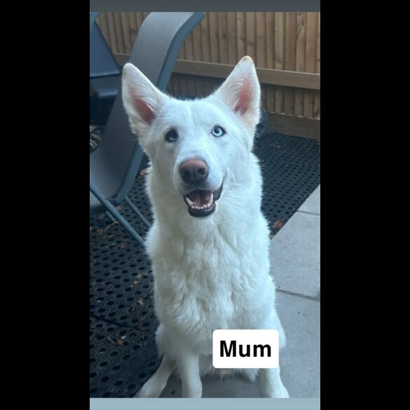 Siberian Husky