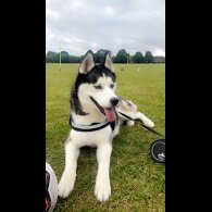 Siberian Husky