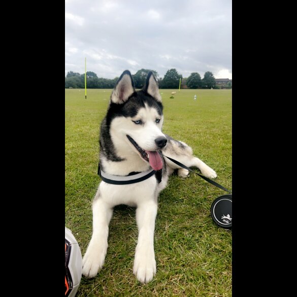 Siberian Husky
