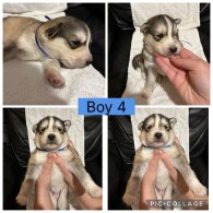 Siberian Husky