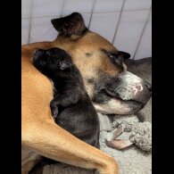 Staffordshire Bull Terrier