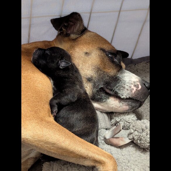 Staffordshire Bull Terrier