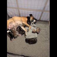 Staffordshire Bull Terrier