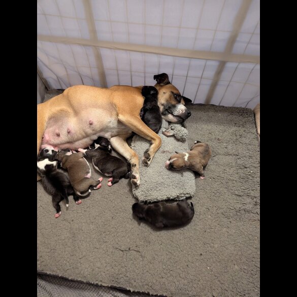 Staffordshire Bull Terrier
