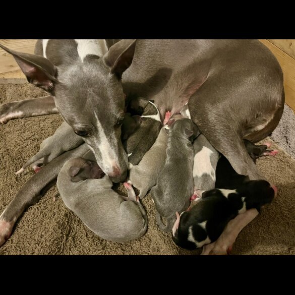 Whippet