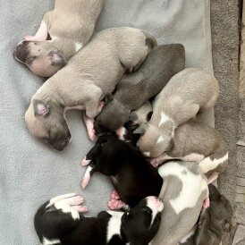 Whippet