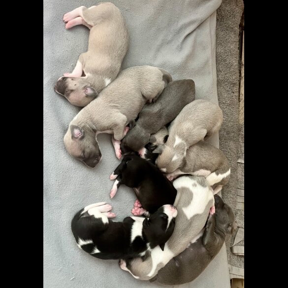Whippet