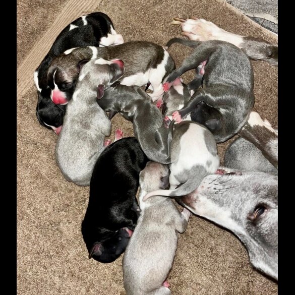 Whippet
