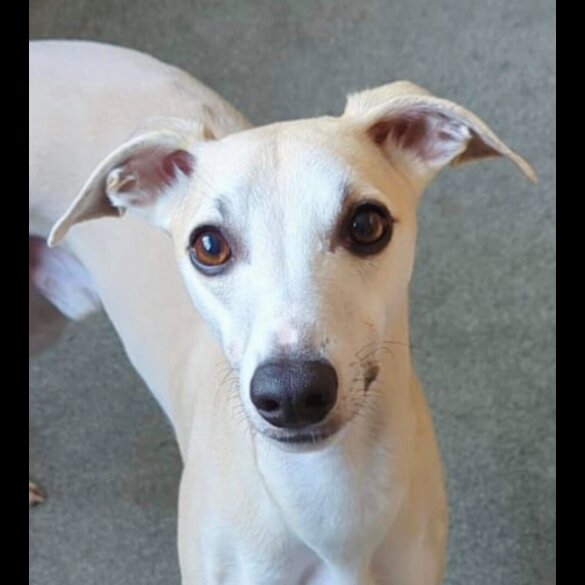 Whippet