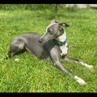 Whippet