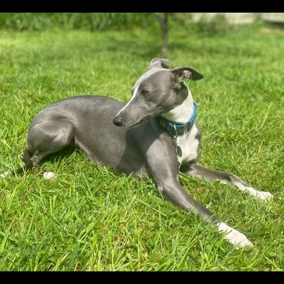 Whippet