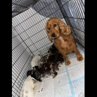Cockapoo
