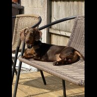 Dachshund (Miniature Smooth Haired)