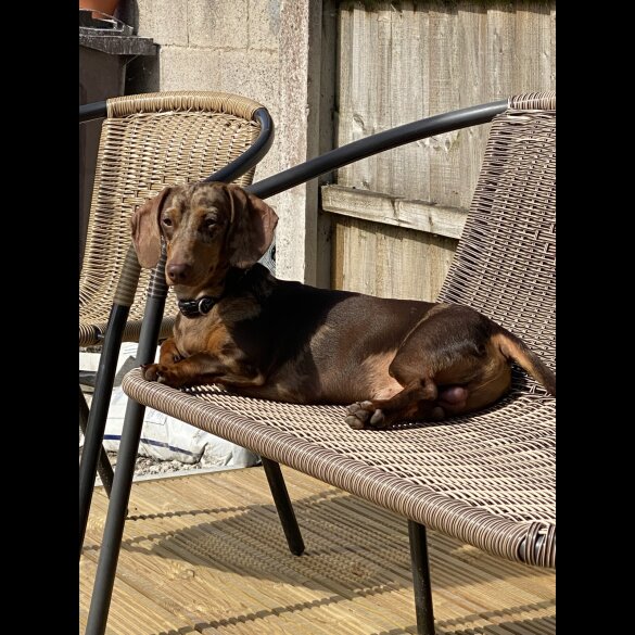 Dachshund (Miniature Smooth Haired)