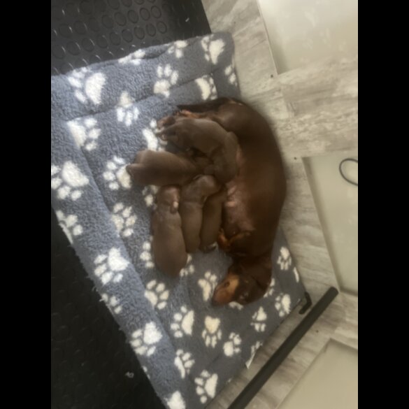 Dachshund (Miniature Smooth Haired)